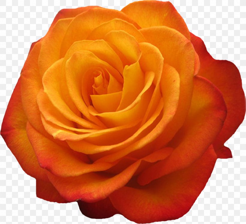 Garden Roses Beach Rose Flower Petal, PNG, 913x832px, Garden Roses, Beach Rose, Cabbage Rose, Cut Flowers, Floribunda Download Free