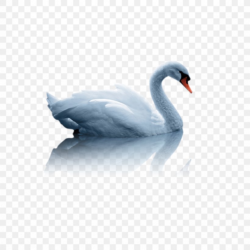 Mute Swan Duck White Swan, PNG, 2362x2362px, Mute Swan, Beak, Bird, Cygnini, Duck Download Free
