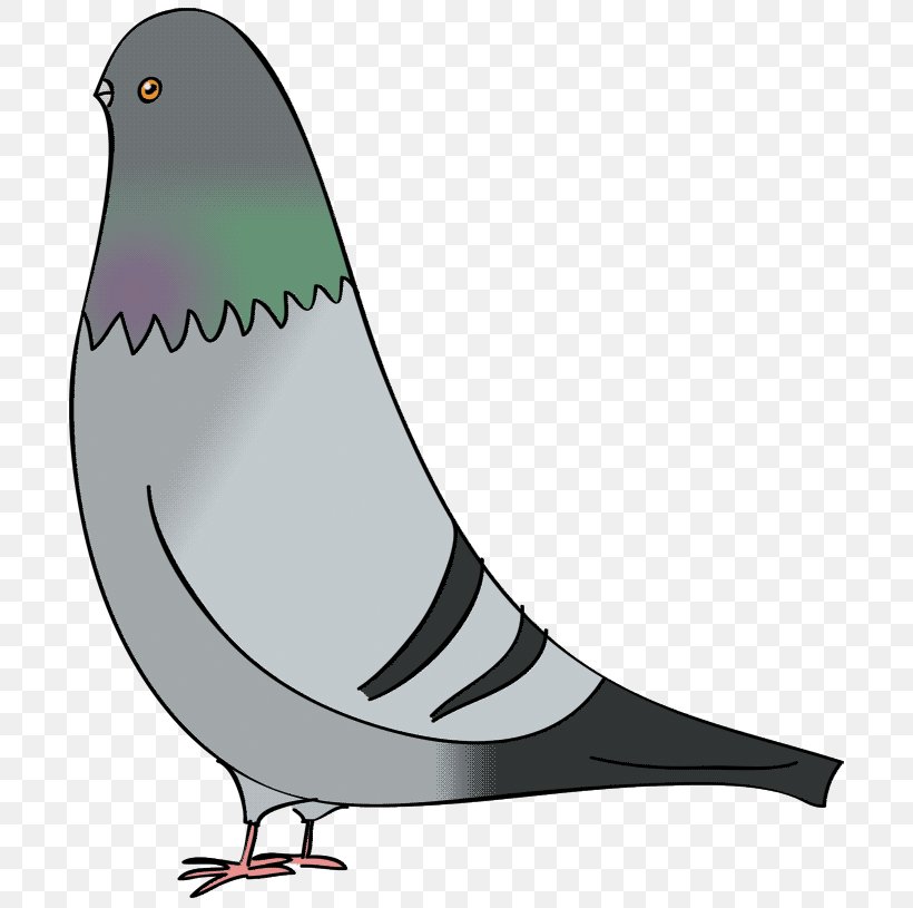 Columbidae Domestic Pigeon Bird Drawing Clip Art, PNG, 704x815px, Columbidae, Art, Beak, Bird, Cartoon Download Free