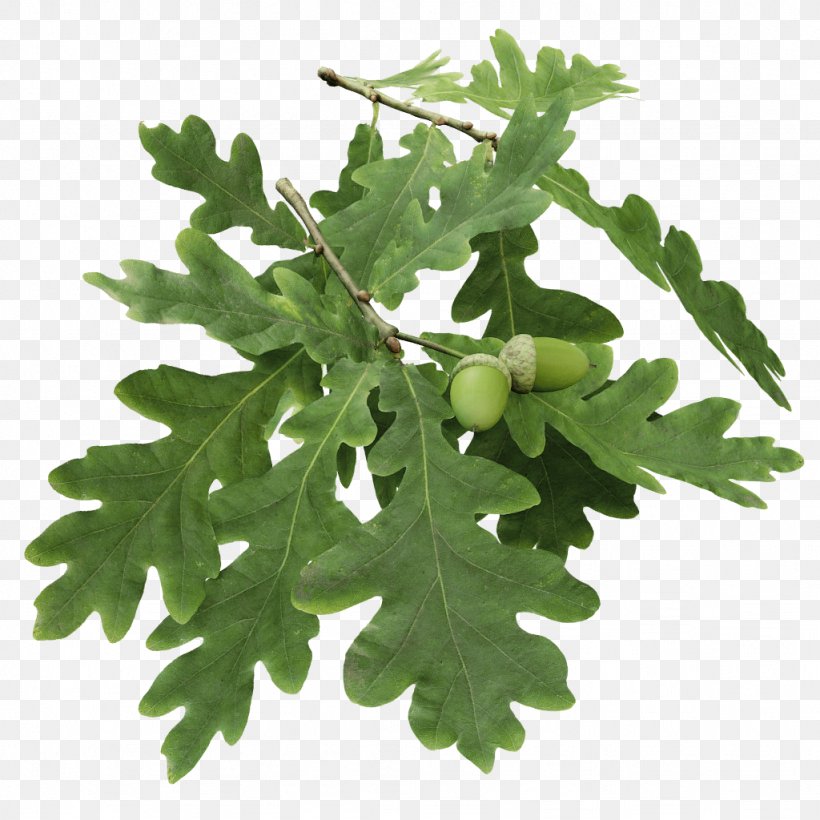 English Oak Abies Amabilis Tree Branch Twig, PNG, 1024x1024px, English Oak, Abies Amabilis, Branch, Christmas Tree, Evergreen Download Free