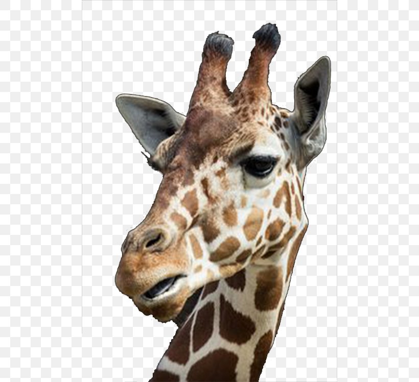 IPhone 6 Northern Giraffe Whipsnade Zoo Tall Blondes, PNG, 500x748px, Iphone 6, Animal, Apple, Fauna, Giraffe Download Free