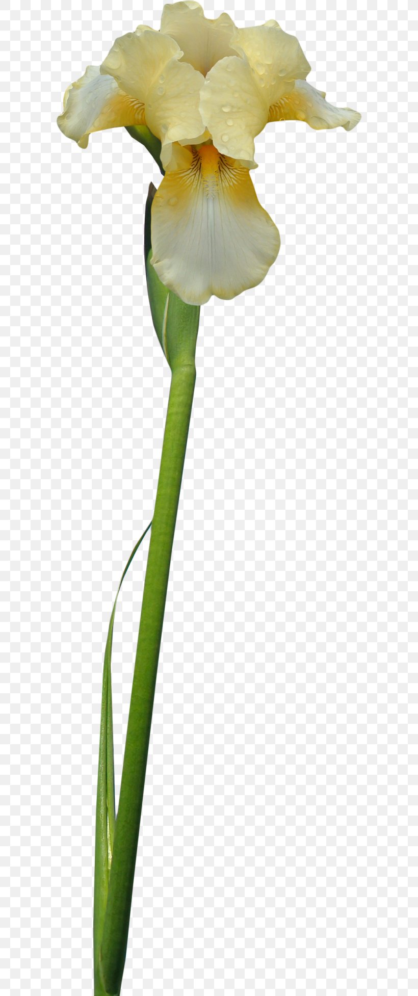 Irises Cut Flowers, PNG, 600x1954px, Irises, Bud, Cattleya, Common Poppy, Cut Flowers Download Free