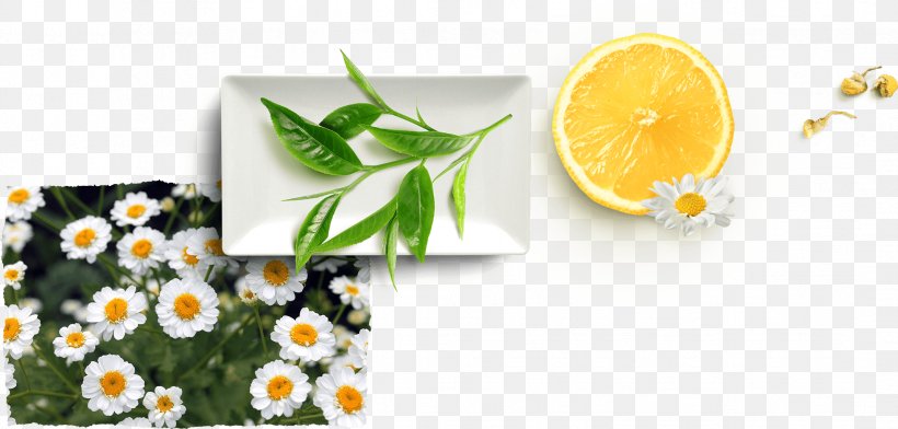 Lemon Flower, PNG, 2139x1024px, Tea, Antioxidant, Camomile, Chamomile, Citrus Download Free