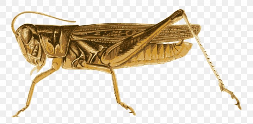 Locust Grasshopper Insect Clip Art Openclipart, PNG, 2400x1183px, Locust, Arthropod, Australian Plague Locust, Cricket, Cricket Like Insect Download Free