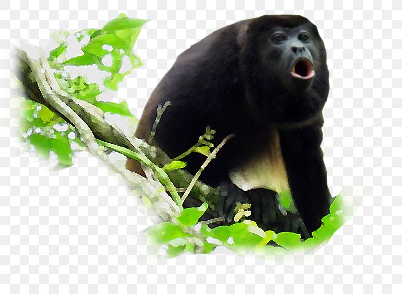 Monkey Black Howler Primate Common Chimpanzee, PNG, 800x600px, Monkey, Ape, Black Howler, Chimpanzee, Common Chimpanzee Download Free