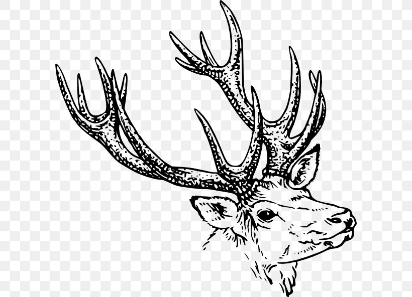 Reindeer White-tailed Deer Antler Clip Art, PNG, 600x592px, Deer, Antler, Artwork, Black And White, Drawing Download Free