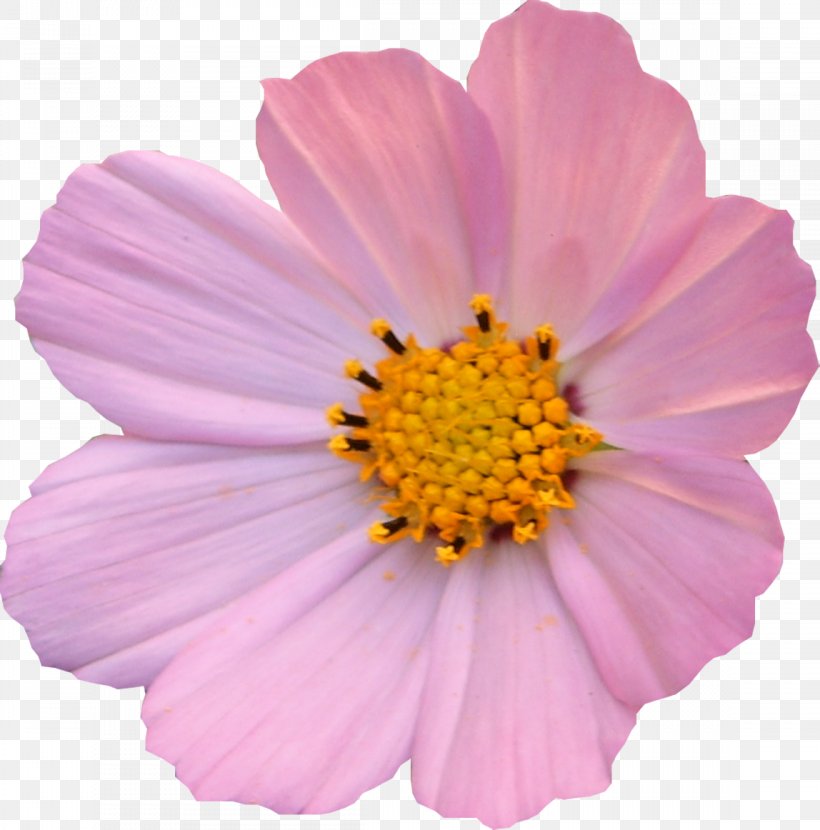 Flower Cosmos Petal Light Daisy Family, PNG, 1148x1162px, Flower, Annual Plant, Author, Color, Cosmos Download Free