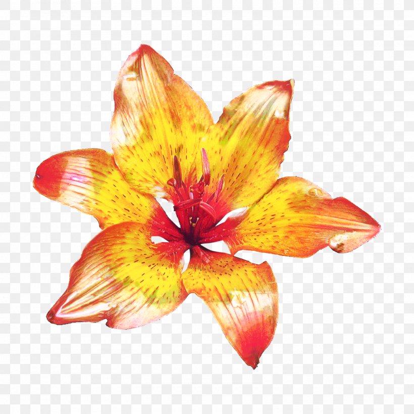 Lily Flower Cartoon, PNG, 1600x1600px, Orange Lily, Amaryllis, Cut Flowers, Daylily, Floral Design Download Free