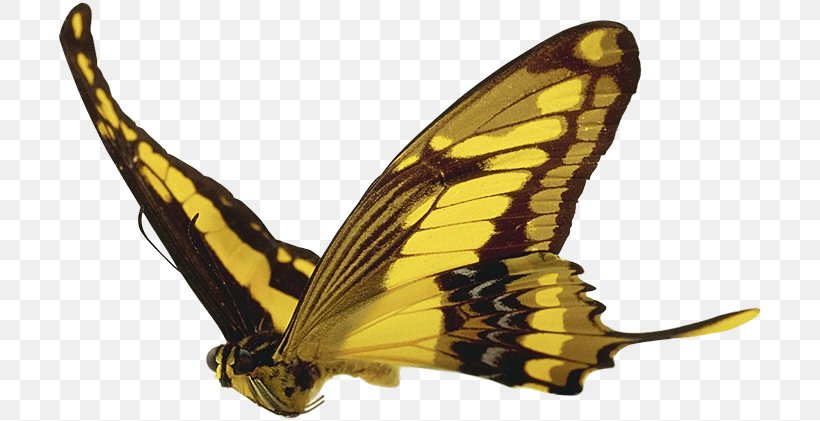 Monarch Butterfly Pieridae Desktop Wallpaper, PNG, 707x421px, Monarch Butterfly, Arthropod, Brush Footed Butterfly, Brushfooted Butterflies, Butterflies And Moths Download Free