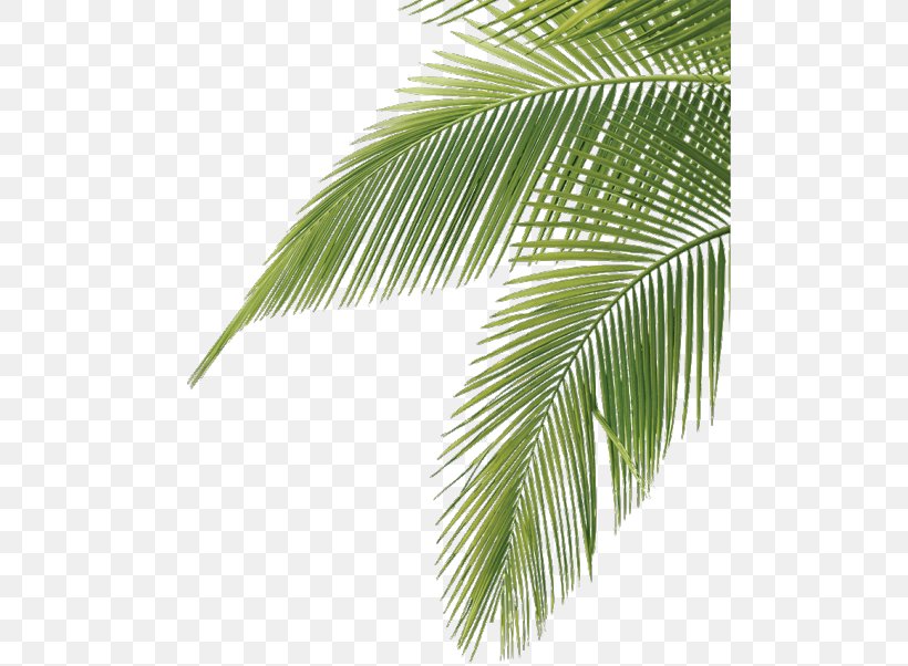 Arecaceae Leaf Palm Branch Frond, PNG, 500x602px, Arecaceae, Arecales, Borassus Flabellifer, Coconut, Date Palm Download Free