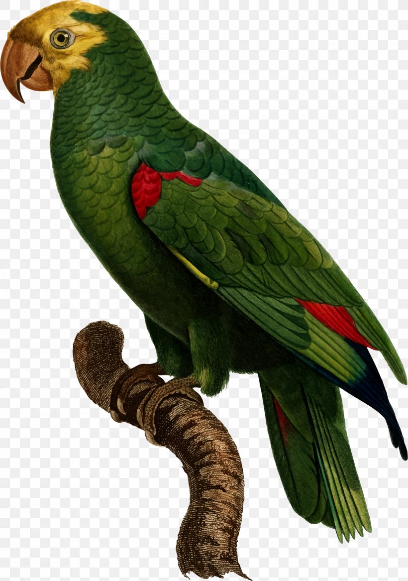 Bird Yellow-crowned Amazon Budgerigar Parrots Pet, PNG, 1686x2400px, Bird, Amazon Parrot, Animal, Beak, Budgerigar Download Free