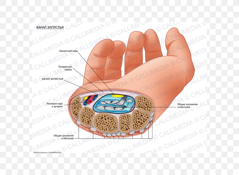 Carpal Tunnel Human Anatomy Carpal Bones Wrist, PNG, 600x600px, Watercolor, Cartoon, Flower, Frame, Heart Download Free