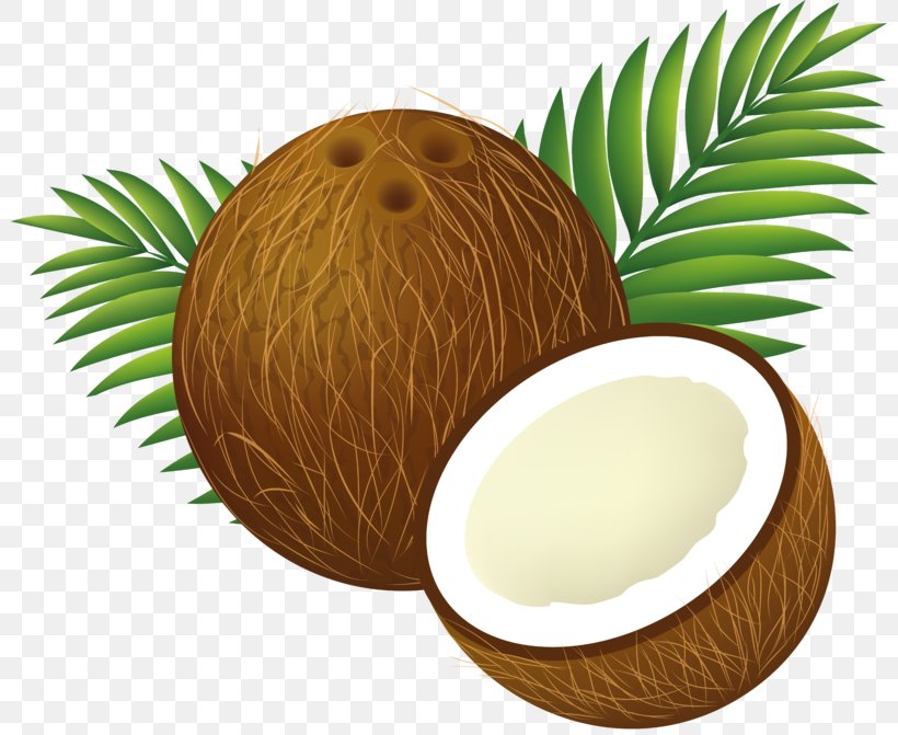 Coconut Water Arecaceae Clip Art, PNG, 800x671px, Coconut Water, Arecaceae, Cartoon, Coconut, Coconut Oil Download Free