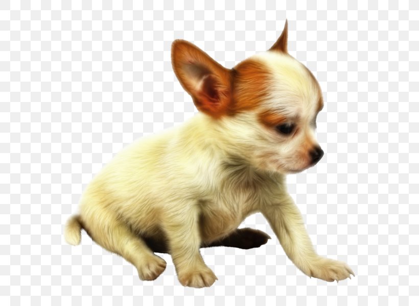 Chihuahua Puppy Papillon Dog Companion Dog Clip Art, PNG, 600x600px, Chihuahua, Carnivoran, Companion Dog, Dog, Dog Breed Download Free