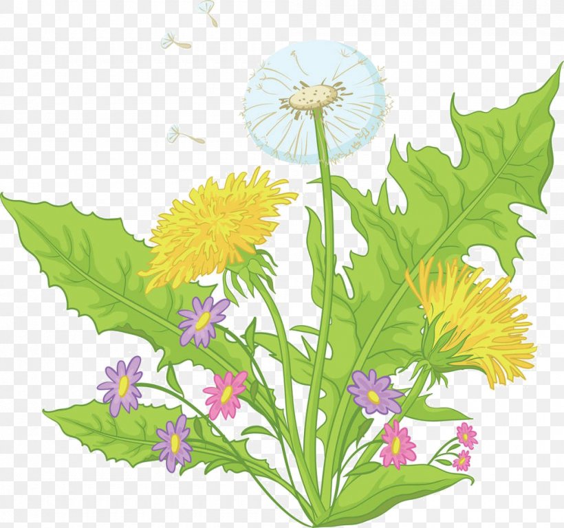 Common Dandelion Flower Drawing Royalty-free, PNG, 1000x937px, Common Dandelion, Cartoon, Chrysanths, Cut Flowers, Daisy Family Download Free
