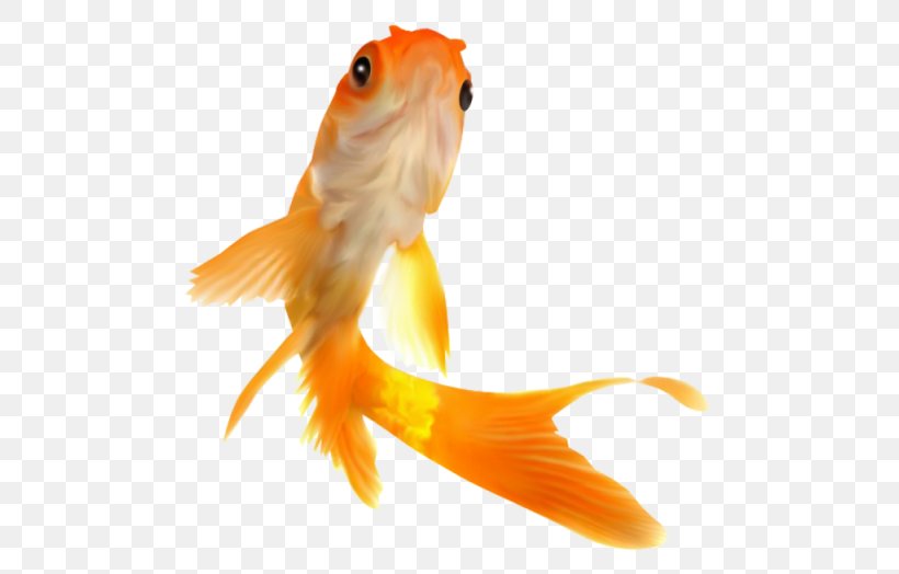 Goldfish Image Feeder Fish, PNG, 520x524px, Goldfish, Animal, Bony Fish, Digital Image, Feeder Fish Download Free