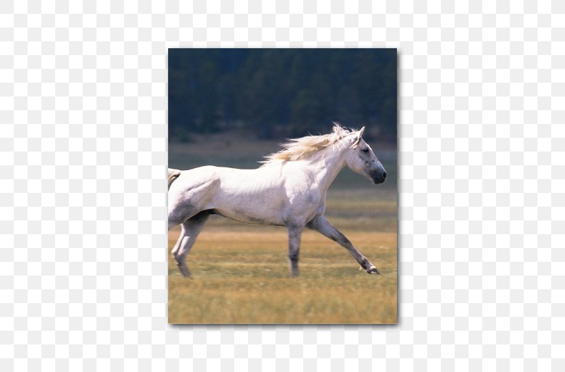 Horse Silvermane: A Western Quartet Stallion Foal Pony, PNG, 540x540px, Watercolor, Cartoon, Flower, Frame, Heart Download Free