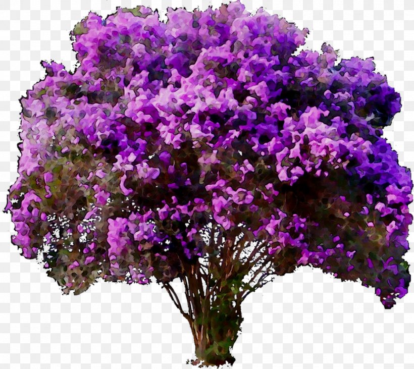 Vervain Lavender If You Wanna Stay Shrub Plants, PNG, 1119x998px, Vervain, Annual Plant, Buddleia, Cut Flowers, Flower Download Free