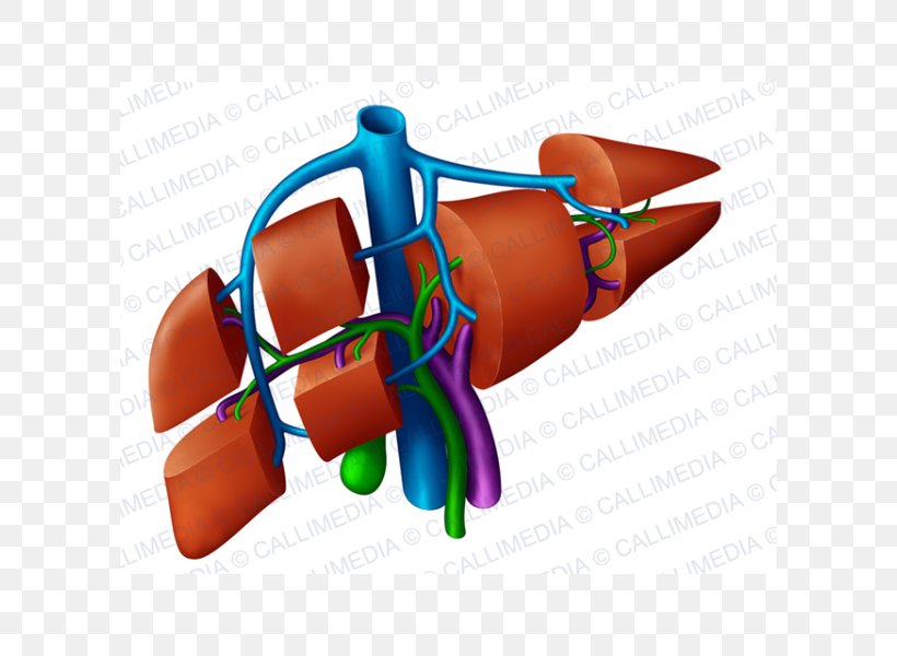 Liver Anatomy Portal Vein Hepatic Veins Right Lymphatic Duct, PNG, 600x600px, Liver, Anatomy, Finger, Gastrointestinal Tract, Hand Download Free