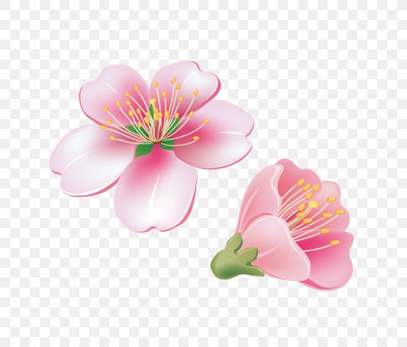 Flower Adobe Photoshop Petal Vector Graphics, PNG, 700x700px, Flower, Alstroemeriaceae, Blossom, Cartoon, Cut Flowers Download Free