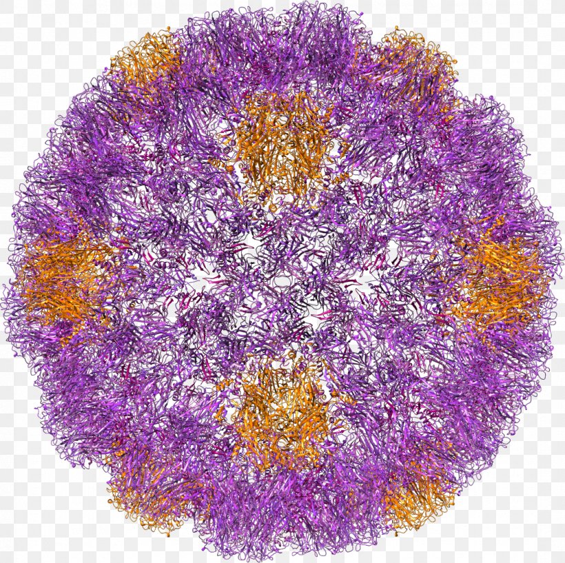 Zika Virus SV40 Rhinovirus Zika Fever, PNG, 1078x1075px, Virus, Chemist, Flower, Purple, Rhinovirus Download Free