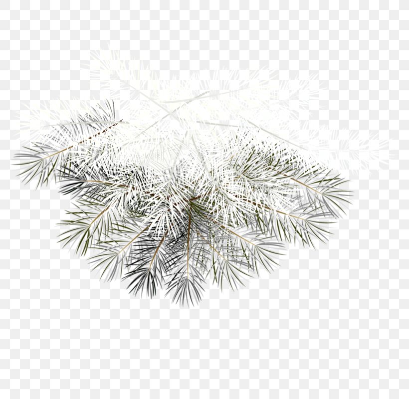 Christmas Ornament Clip Art, PNG, 800x800px, Christmas Ornament, Black And White, Branch, Christmas, Conifer Download Free