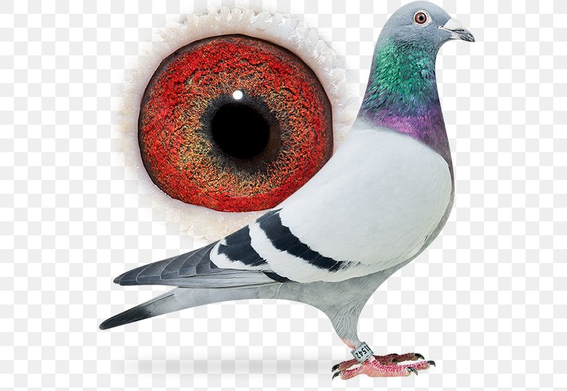 Columbidae Homing Pigeon Pigeon Racing Beak, PNG, 556x565px, Columbidae, Aaldering Pigeons, Beak, Bird, Breed Download Free