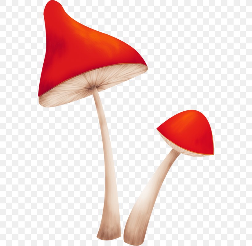 Mushroom Fungus, PNG, 572x800px, Mushroom, Edible Mushroom, Fungus, Mushroom Poisoning, Orange Download Free
