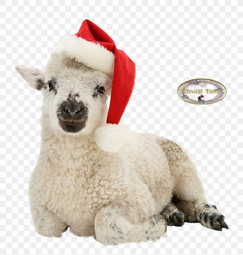 Sheep Alpaca Llama Stuffed Animals & Cuddly Toys Snout, PNG, 878x923px, Sheep, Alpaca, Camel Like Mammal, Cow Goat Family, Fur Download Free