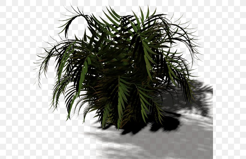 Arecaceae Tree Plant Shrub Asian Palmyra Palm, PNG, 600x531px, Arecaceae, Arecales, Asian Palmyra Palm, Borassus, Borassus Flabellifer Download Free