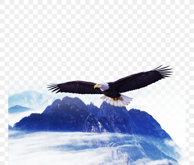 Bald Eagle Poster Hawk, PNG, 750x697px, Bald Eagle, Accipitriformes, Advertising, Beak, Bird Download Free