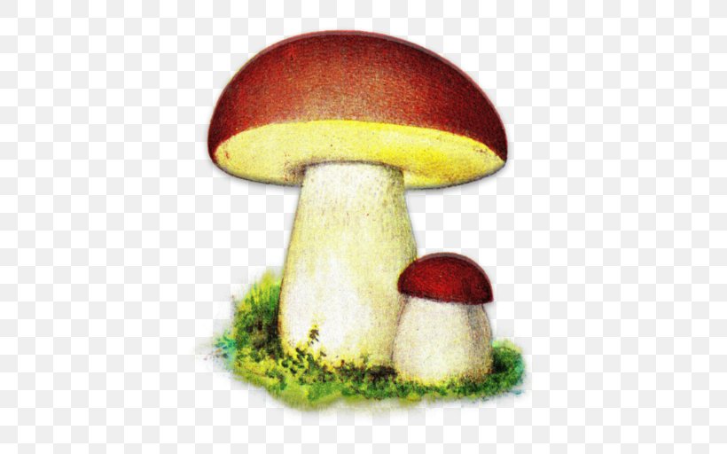 Android Poland Words, PNG, 512x512px, Android, Boletus Edulis, Edible Mushroom, Flowerchecker, Free Word Download Free