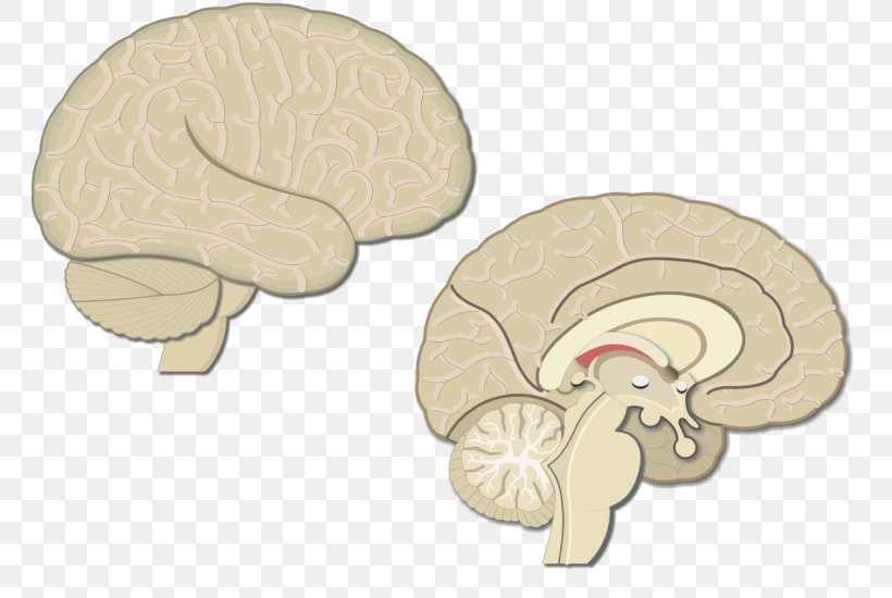 Cerebral Cortex Motor Cortex Brain Visual Cortex Sensory Cortex, PNG, 762x550px, Watercolor, Cartoon, Flower, Frame, Heart Download Free