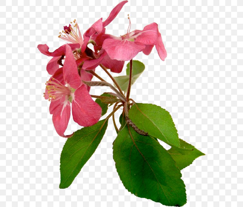Flower Petal Plant Stem Pink Растительный мир России, PNG, 572x699px, Flower, Blossom, Branch, Flowering Plant, Long Gallery Download Free