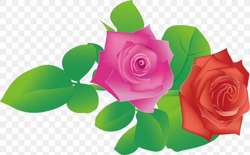 Garden Roses Beach Rose, PNG, 2398x1494px, Garden Roses, Beach Rose, Cut Flowers, Floral Design, Floristry Download Free