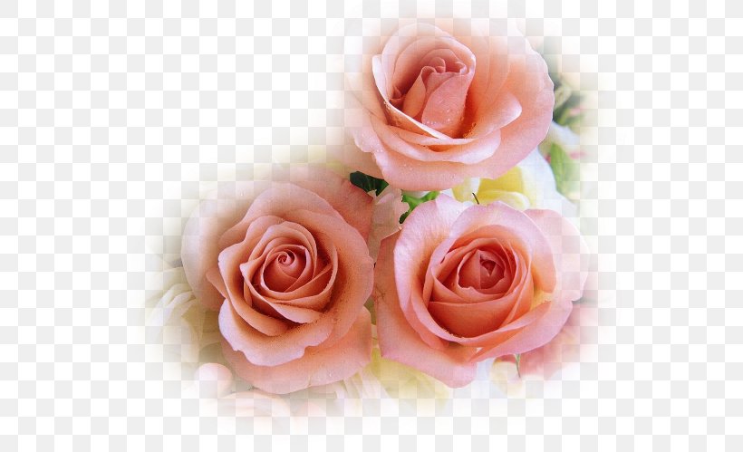 Painter Rose Meat Love Rede Amigo Espirita, PNG, 570x499px, Painter, Artificial Flower, Cut Flowers, Floral Design, Floristry Download Free