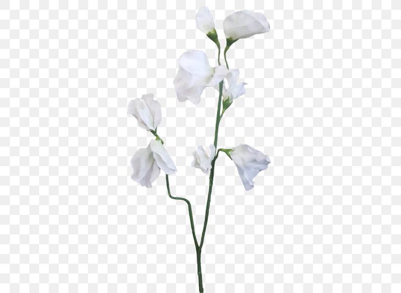 Sweet Pea Plant Stem Cut Flowers, PNG, 800x600px, Sweet Pea, Artificial Flower, Ball Gown, Branch, Cut Flowers Download Free