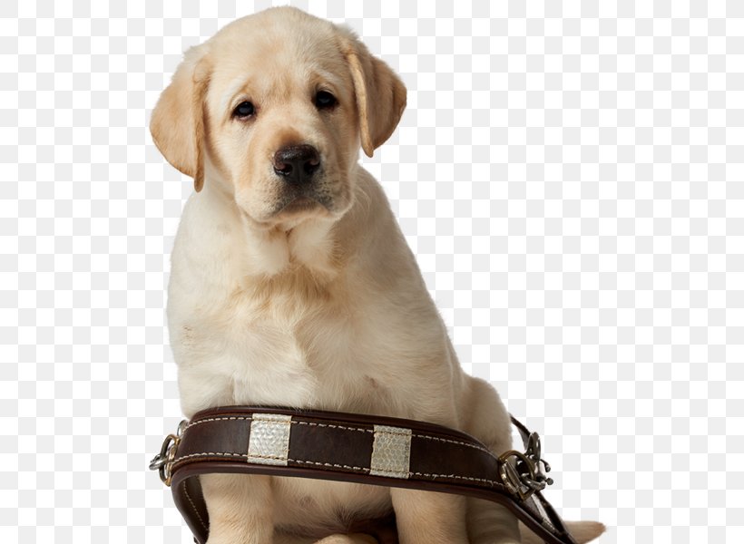 Labrador Retriever Puppy Golden Retriever Dog Breed Companion Dog, PNG, 600x600px, Labrador Retriever, Carnivoran, Companion Dog, Dog, Dog Breed Download Free