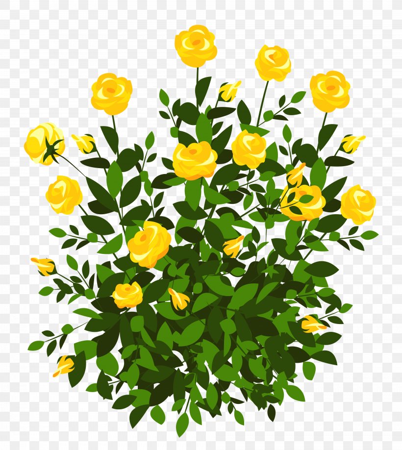 Rosa Banksiae Shrub Yellow Clip Art, PNG, 3813x4269px, Rosa Banksiae, Annual Plant, Bud, Calendula, Chrysanths Download Free