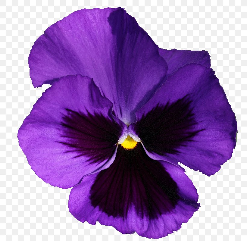 Violet Pansy Purple Flowering Plant Lilac, PNG, 758x800px, Violet, Family, Flower, Flowering Plant, Iris Download Free