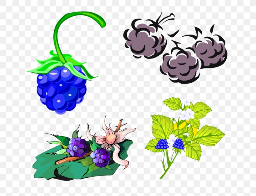 Clip Art Grape Blackberry Design, PNG, 699x630px, Grape, Berries, Blackberry, Depositfiles, Flower Download Free
