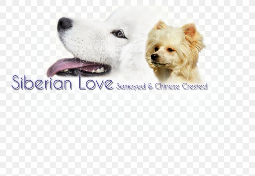 Dog Breed West Highland White Terrier Puppy Companion Dog Sporting Group, PNG, 1100x758px, Dog Breed, Breed, Carnivoran, Companion Dog, Dog Download Free