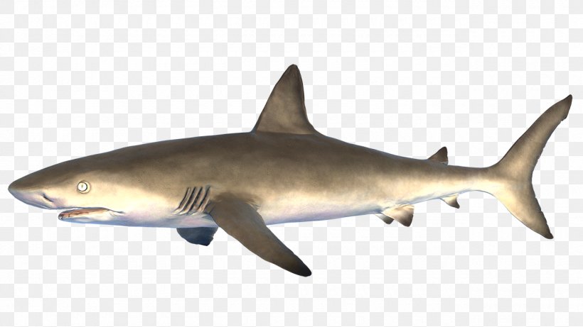 Requiem Sharks Squaliform Sharks Computer Graphics BlueStacks, PNG, 1280x720px, Requiem Sharks, Blue Air, Bluestacks, Cartilaginous Fish, Computer Download Free