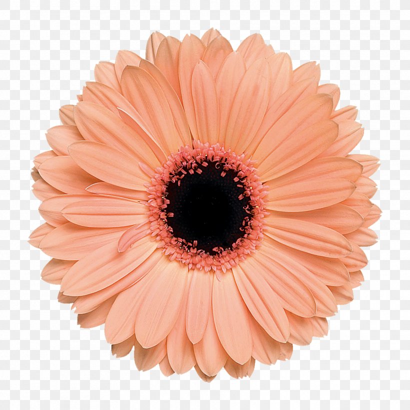 Barendse Gerbera's Transvaal Daisy Cut Flowers Plant, PNG, 1772x1772px, Transvaal Daisy, Common Daisy, Cut Flowers, Daisy Family, Floristry Download Free
