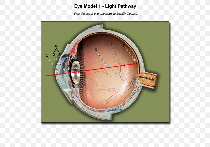 Light Human Eye Anatomy Blind Spot, PNG, 600x575px, Watercolor, Cartoon,  Flower, Frame, Heart Download Free