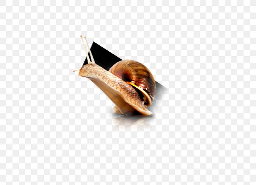 Snail Download Computer File, PNG, 591x591px, Snail, Drawing, Gratis, Resource, Snails And Slugs Download Free