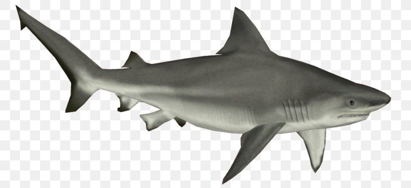 Bull Shark Cartilaginous Fishes Clip Art, PNG, 800x375px, Shark, Animal Figure, Blue Shark, Bonyfish, Bull Shark Download Free
