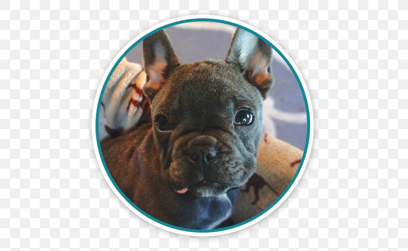 French Bulldog Puppy Pet Cat, PNG, 501x506px, French Bulldog, Apartment, Boston Terrier, Breed, Brindle Download Free