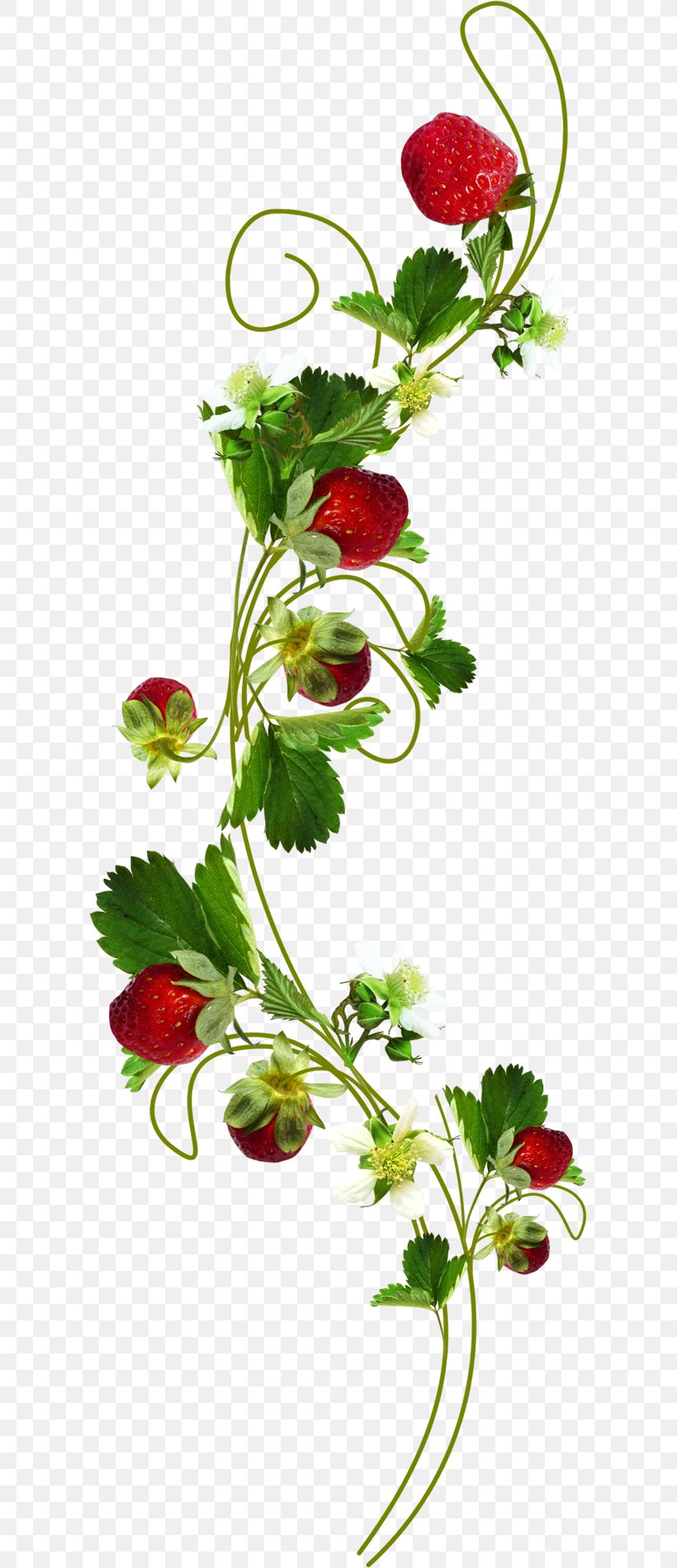 Leaf Flower Plant Strawberry, PNG, 603x1900px, Leaf, Branch, Cut Flowers, Digital Image, Flora Download Free