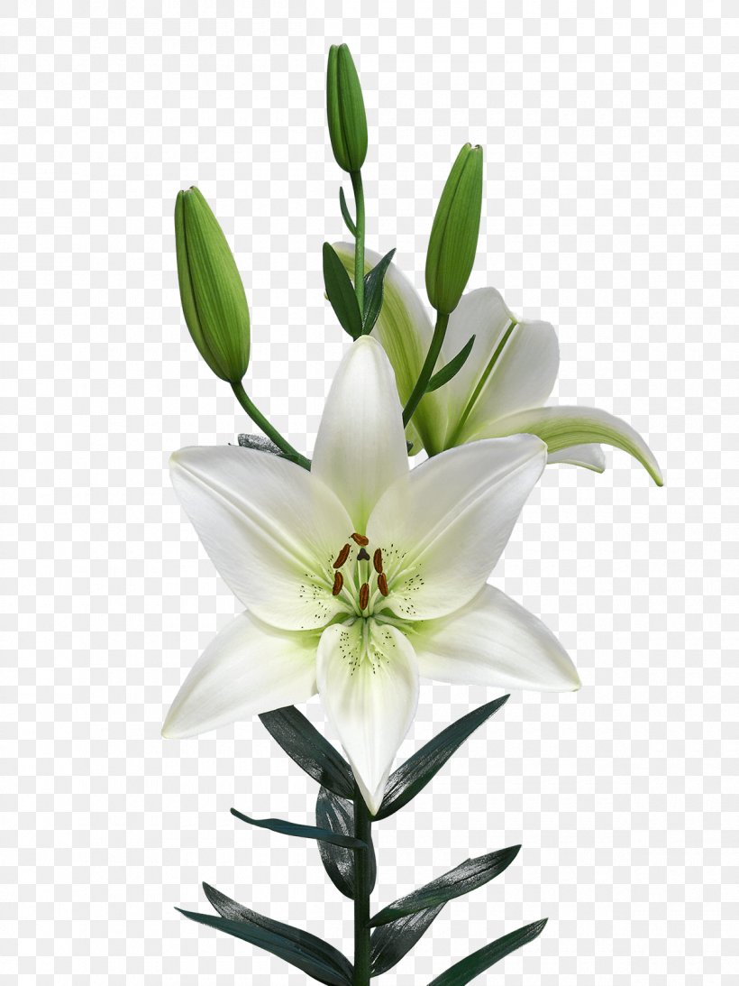Lilium Netherlands Royal Van Zanten Flowering Plant, PNG, 1200x1600px, Lilium, Bulb, Cut Flowers, Flower, Flowering Plant Download Free